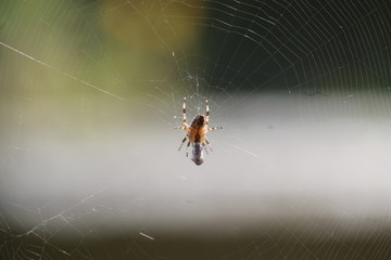 macro