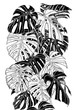 Monstera leaf sketch by hand drawing.Monstera vector set on white background.Vector leaves art highly detailed in line art style.Monstera is plant of tropical.Leaf for paint to pattern or wallpaper