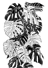 Poster - Monstera leaf sketch by hand drawing.Monstera vector set on white background.Vector leaves art highly detailed in line art style.Monstera is plant of tropical.Leaf for paint to pattern or wallpaper