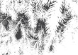 Fir branches texture. Christmas overlay. Nature illustration.Black and white vector background for retro design.