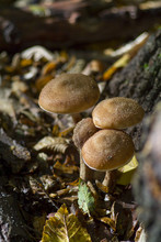 Edible Mushrooms In The Autumn Forest