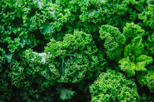 Close Up On Kale, Green Background Or Texture