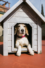 Dog In Her House