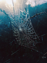 Intricate Spiders Web