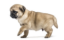 Pug Puppy Walking, Isolated On White