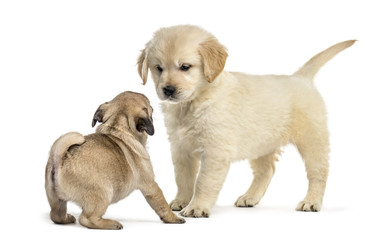 Retriever and pug puppies playing together, isolated on white