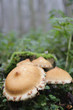 © Marcel/Stocksy - Giant brown mushroom on  a treestump in fall