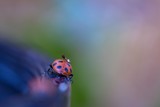Fototapeta Niebo - Pastel Ladybug