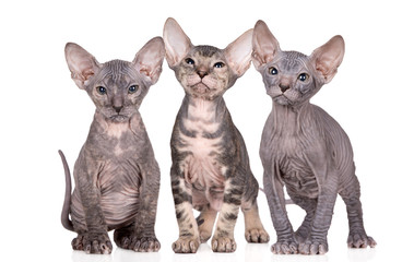 Wall Mural - three adorable sphynx kittens posing together on white