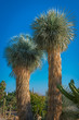 Yucca Rostrata, Cactus de Texas y Mexico