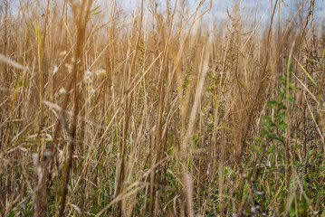 Wall Mural - Yellow dry grass in the field