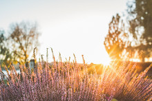 Blooming Purple Heather At Sunset. Flower Background. Copy Space