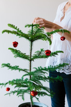 Unrecognisable Woman Decorating A Small Norfolk Island Pine Tree For Christmas