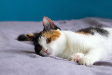 Cute Tired Tortoiseshell Cat Is Resting On The Purple Blanket.