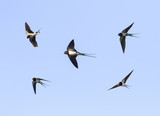 birds barn swallows fly in the blue sky widely spread its wings