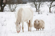 White horse and sheep in winter landscape