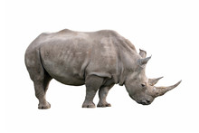 White Rhinoceros Ceratotherium Simum Isolated On White Background