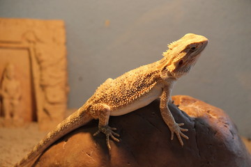 Poster - bearded dragon