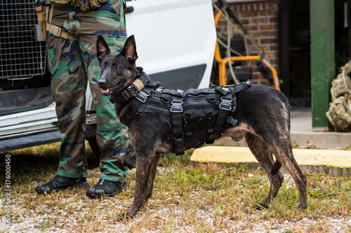 Dutch Shepherd police dog wearing vest and harness - Buy ...