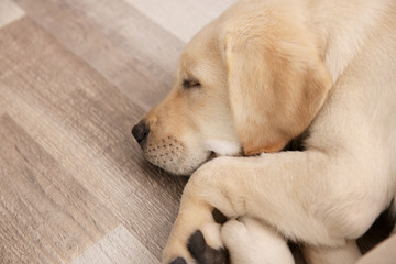 Sticker - Cute dog sleeping on floor at home