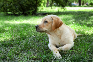 Wall Mural - Cute Labrador Retriever puppy lying on green lawn in park