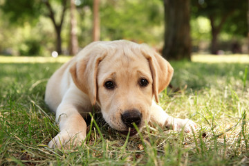 Wall Mural - Cute Labrador Retriever puppy lying on green lawn outdoors