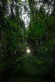 Fototapeta Natura - Path to light