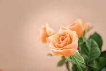 Apricot Rose Against Trendy Color Background
