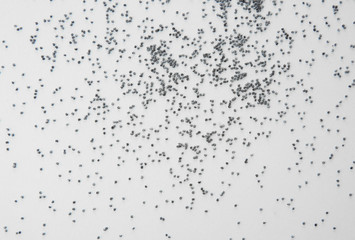 Poster - Scattered poppy seeds on white background