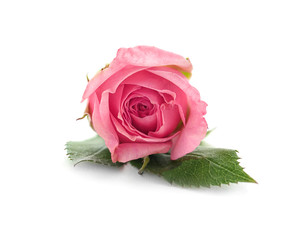 Sticker - Beautiful rose isolated on white