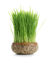 Wall Mural - Green wheat grass in flowerpot on white background