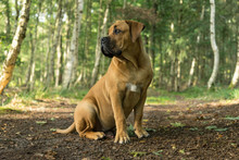 Young Boerboel Or South African Mastiff  Seen From The Front In A Forrest Setting