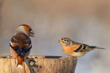 Hawfinch And Brambling Sitting On A Tree Stump On A Beautiful Background