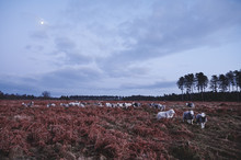 Moonlight Over Herdwick Sheep Among A Field Of Bracken. Norfolk, UK.