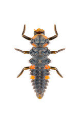 Wall Mural - A larva of seven-spot ladybird Coccinella septempunctata isolated on white background. Dorsal view of seven-spotted ladybug.