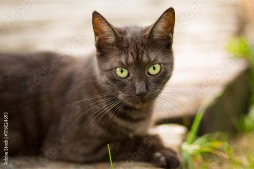 Portrait Of Brown Cat With Green Eyes Buy This Stock Photo And