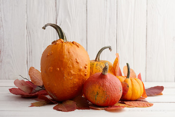 Wall Mural - Colorful pumpkins and gourds for Halloween and Thanksgiving, holiday decoration