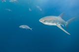Fototapeta Do akwarium - Great white shark, Neptune Islands, South Australia.