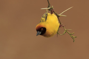 Wall Mural - Vitelline Masked Weaver bird 