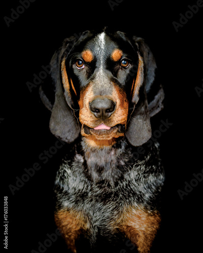 bluetick coonhound nederland