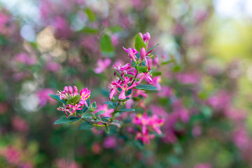 Wall Mural - Pink Tree Blossoms
