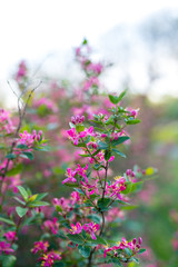 Wall Mural - Pink Tree Blossoms
