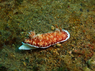 Sea slug