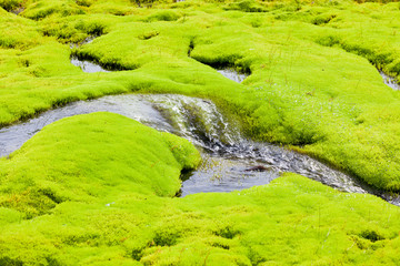 Wall Mural - Iceland Small River Stream with green moss