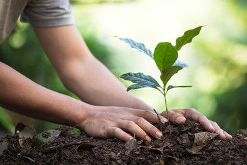 plant a tree natural background Plant Coffee seedlings in nature green fresh