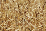 Fototapeta  - Ripe ears of wheat