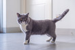 © chendongshan - Gray British shorthair cats, indoors