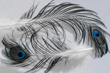 Two feathers of a bird peacock on the gray fabric background closeup in black and white