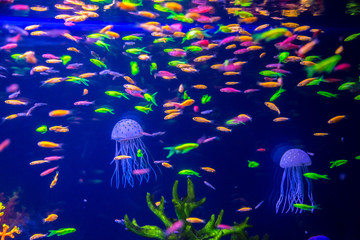 Tropical fish with corals and algae in blue water. Beautiful background of the underwater world