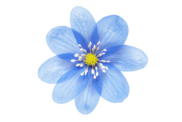 blue flower isolated